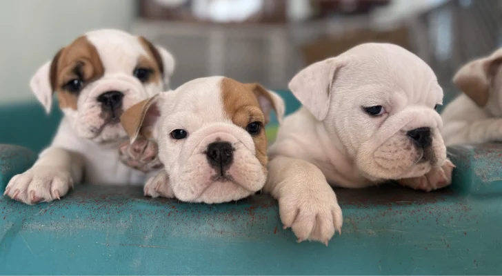 Bulldog puppy portrait