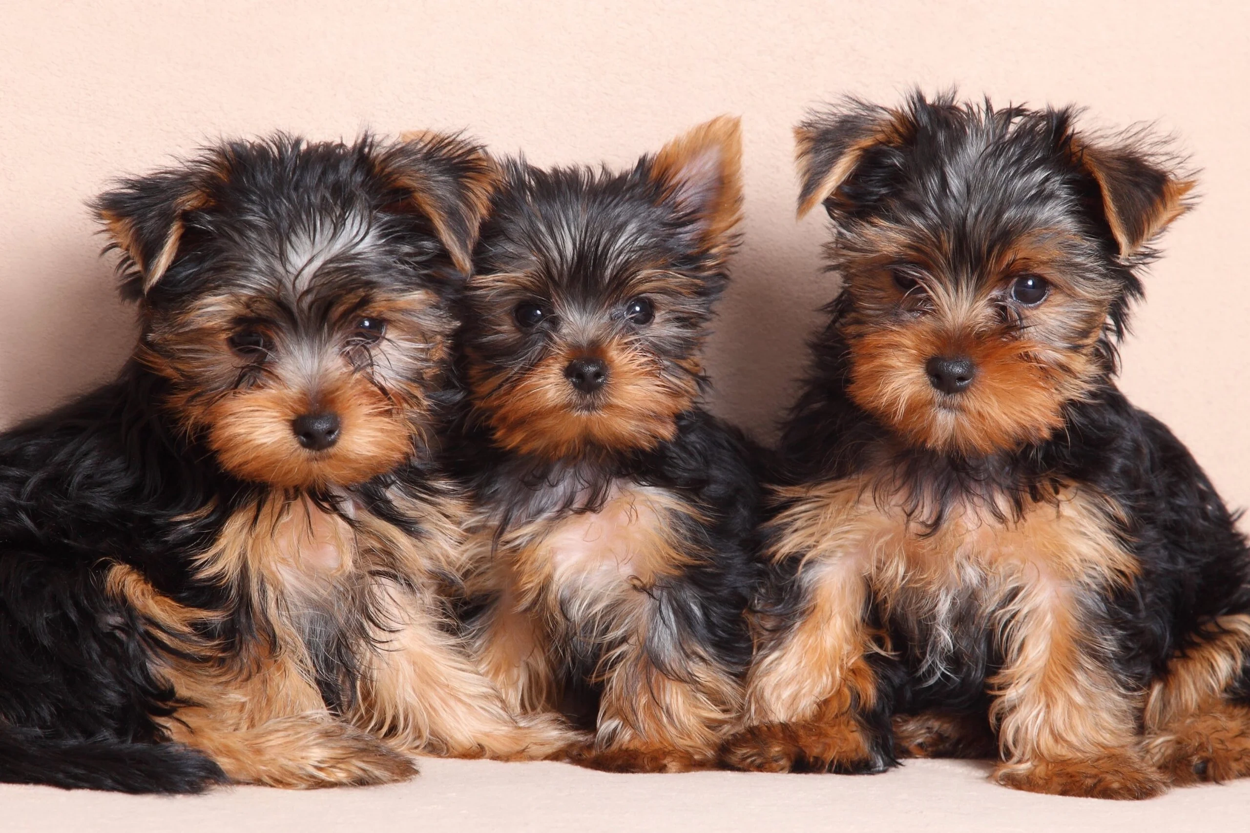 Yorkshire terrier puppy portrait